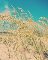 Sea Oats Fine Art Print