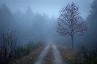 Spring Fog Fine Art Print