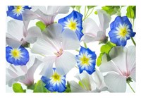 Hybiscus and Blue Ensign flower Fine Art Print