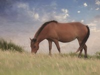 Assataegue Horse Fine Art Print