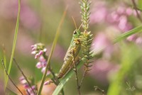 Grasshopper Fine Art Print