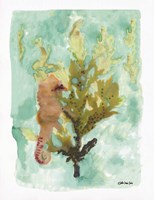 Seahorse 1 Framed Print