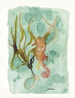 Seahorse 2 Framed Print