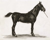 Horse Study 3 Fine Art Print