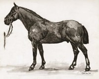 Horse Study 4 Framed Print