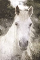White Horse Mystique Fine Art Print