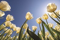 Look Up in White Fine Art Print