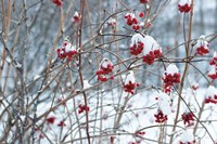 Berries in Winter Fine Art Print