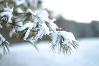 Frosted White Pine Fine Art Print