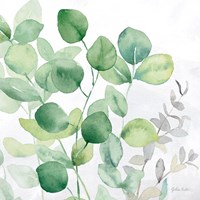 Eucalyptus Leaves II Framed Print