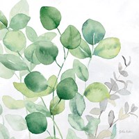 Eucalyptus Leaves II Fine Art Print