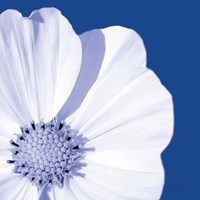 Flower Pop blue III Fine Art Print