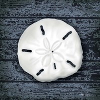 Seashore Shells Navy II Fine Art Print