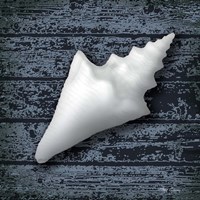 Seashore Shells Navy III Fine Art Print