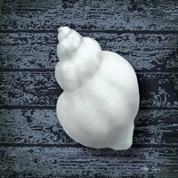 Seashore Shells Navy IV Fine Art Print