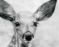 Portrait of a Fawn Fine Art Print