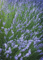 Purple Wildflowers Fine Art Print