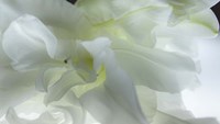 Close Up of White Flower Fine Art Print