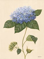Blue Hydrangea Fine Art Print