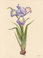 Blue Iris Fine Art Print