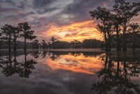 Sunrise in the Swamps Fine Art Print