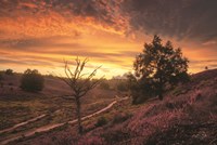 Dead Tree at Sunset Fine Art Print