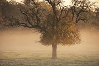 The Funny One Fine Art Print