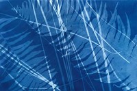 Cyanotype Tropical XI Fine Art Print