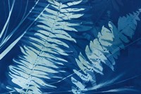 Cyanotype Tropical X Fine Art Print