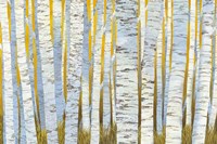 Aspen Grove Fine Art Print