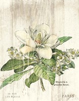Magnolia de Printemps v2 Fine Art Print