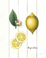 Cottage Lemon II Fine Art Print