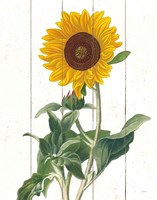 Cottage Sunflower Fine Art Print