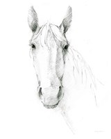 Horse Sketch Fine Art Print