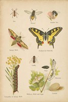 Natural History Book VI Fine Art Print