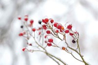 Winter Berries II Fine Art Print