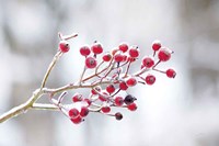 Winter Berries I Fine Art Print
