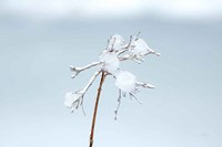 Diamonds in Winter I Fine Art Print