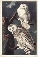 Pl 121 Snowy Owl Framed Print