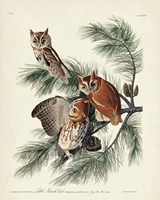 Pl 97 Little Screech Owl Fine Art Print