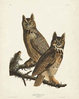 Pl 61 Great Horned Owl Fine Art Print