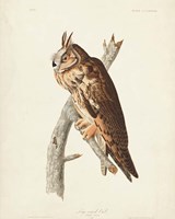 Pl 383 Long-eared Owl Fine Art Print