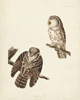 Pl 380 Tengmalm's Owl Fine Art Print