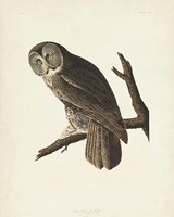 Pl 351 Great Cinereous Owl Fine Art Print