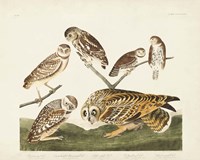 Pl 432 Burrowing Owl Fine Art Print