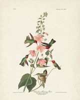 Pl 425 Columbian Hummingbird Fine Art Print