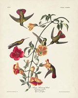 Pl 184 Mango Hummingbird Fine Art Print