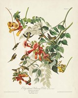 Pl 47 Ruby-throated Hummingbird Framed Print