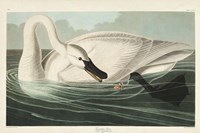 Pl 406 Trumpeter Swan Fine Art Print