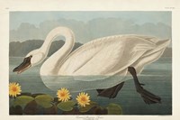 Pl 411 Common American Swan Fine Art Print